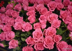 Lovely Pink from Meiland Roses has a high-yield, soft pink color and is loved as well in the UK Market.